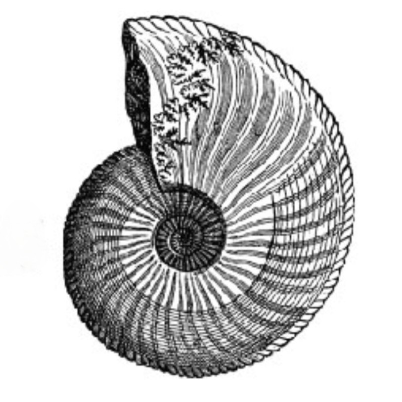 Benetticeras