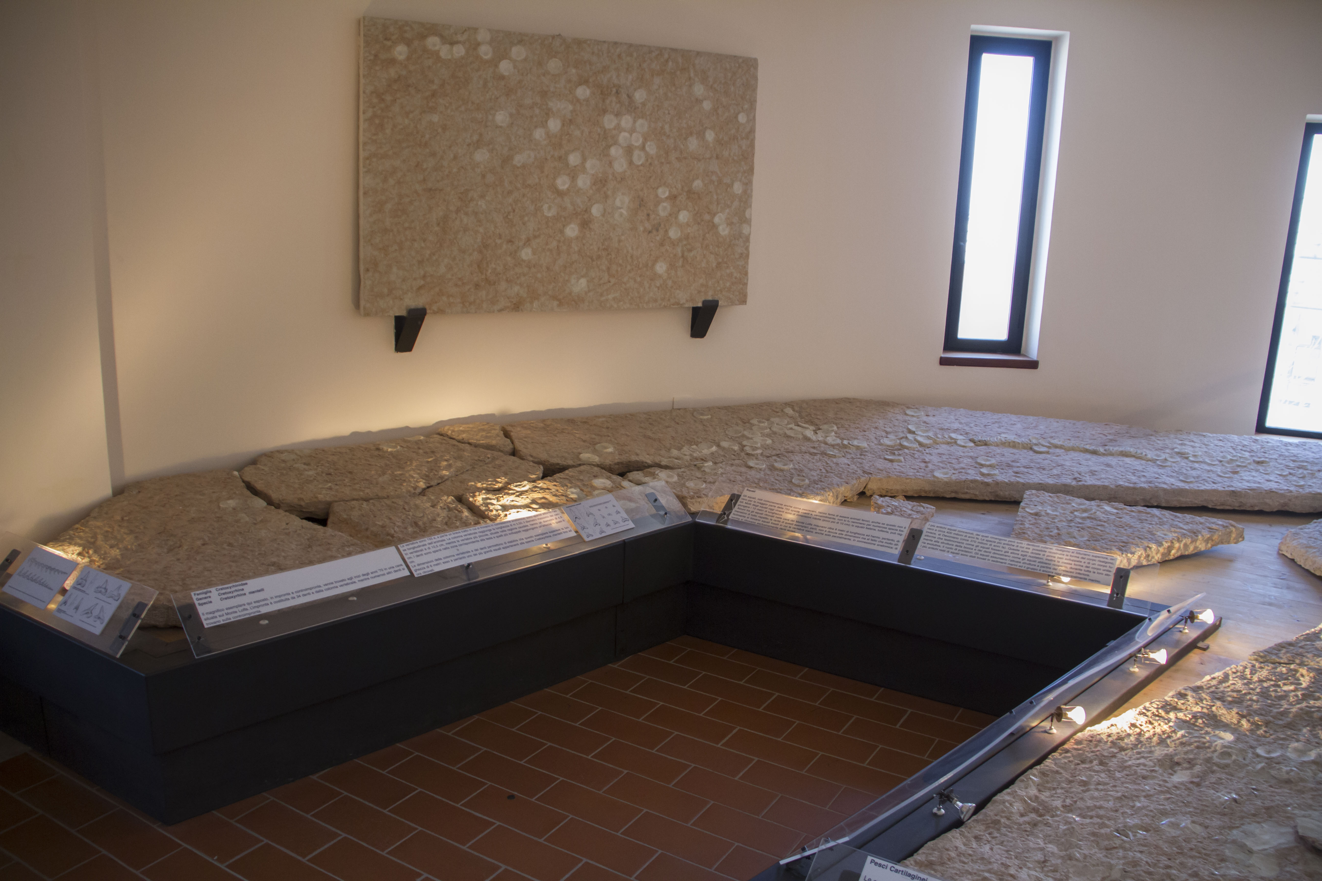 Sala dei fossili