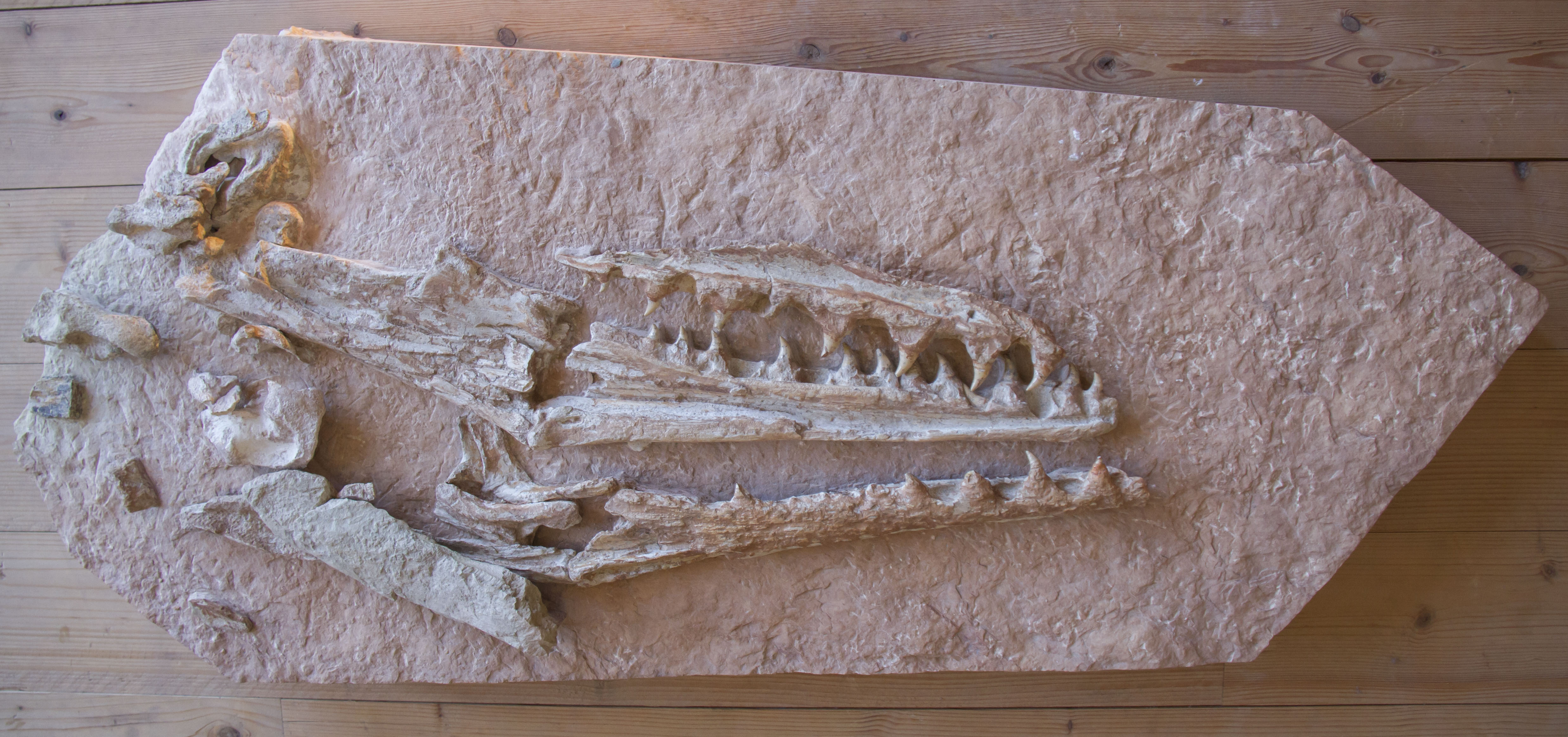 Fossile di squalo