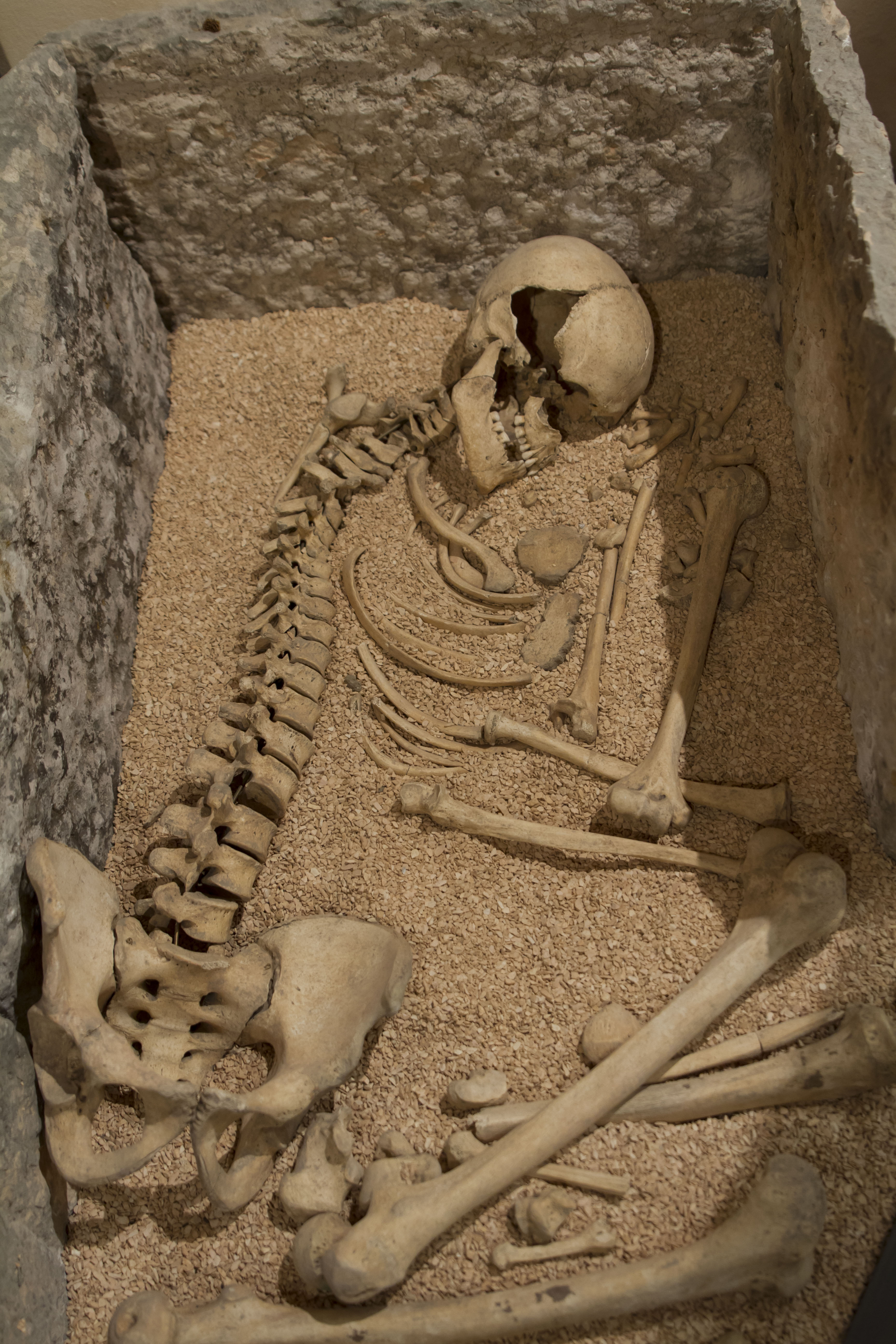 Scheletro fossile